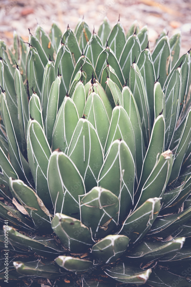 Obraz na płótnie Close up of agave succulent