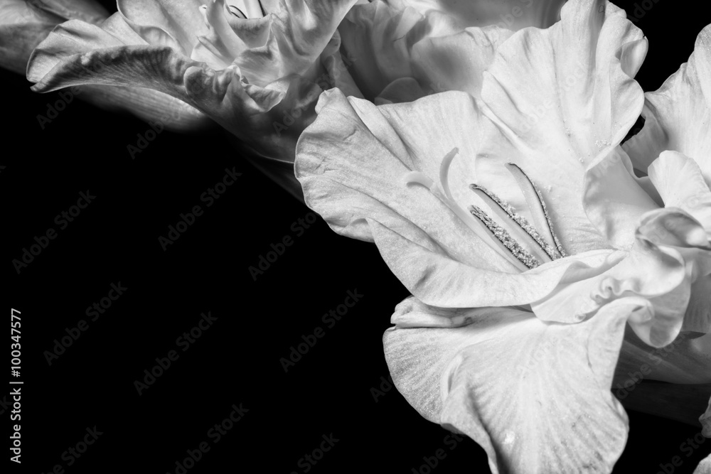 Obraz Tryptyk Black and white gladiolus