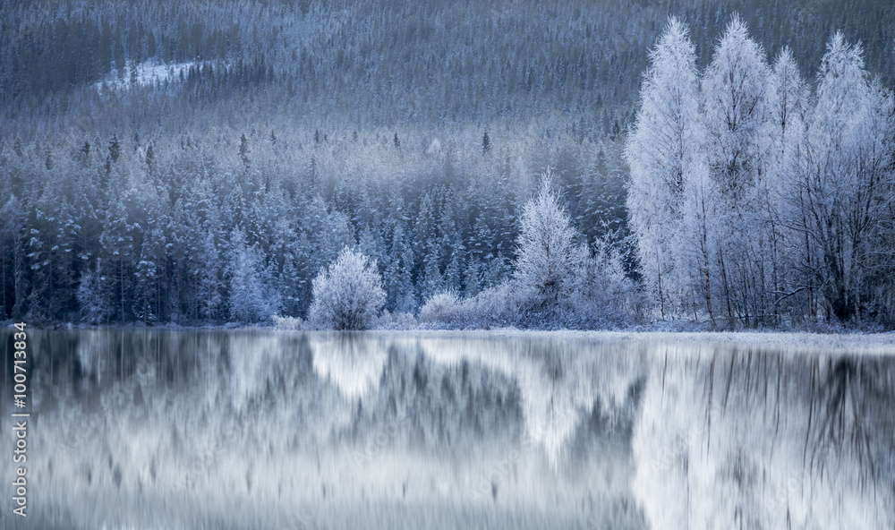Fototapeta Forest reflected in frozen