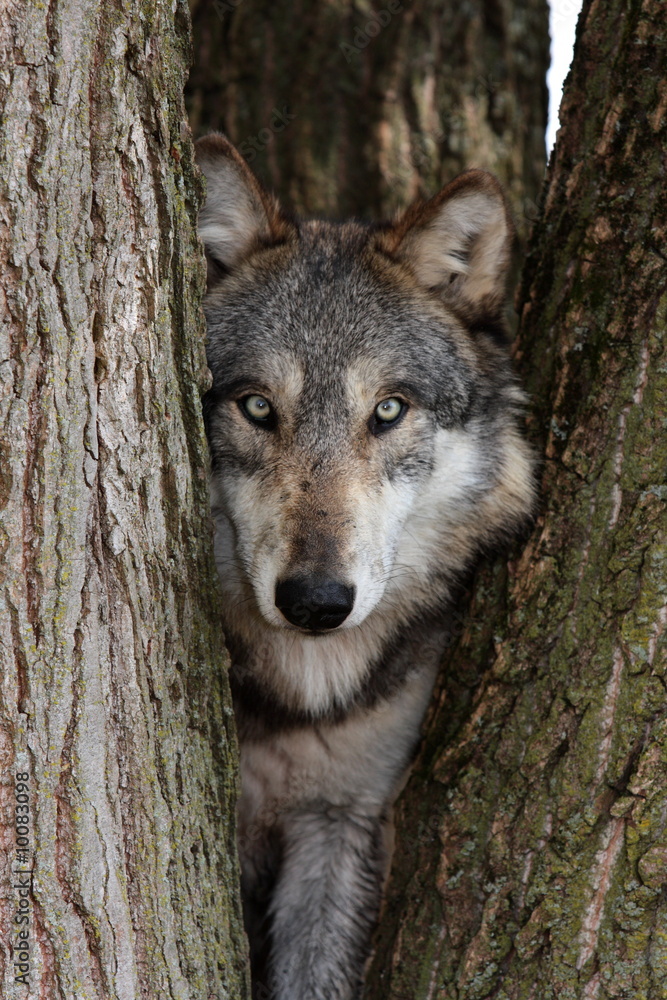 Obraz Kwadryptyk wolf canis lupus