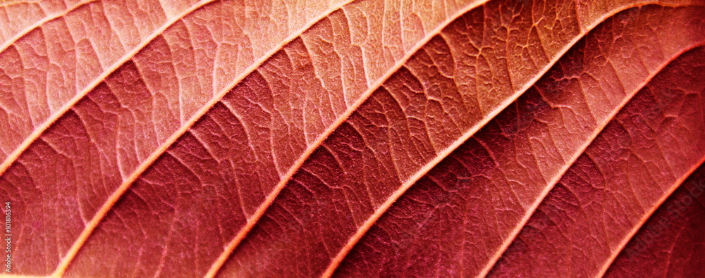 Obraz Tryptyk Red leaves texture