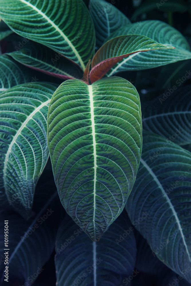 Obraz Pentaptyk 熱帯植物