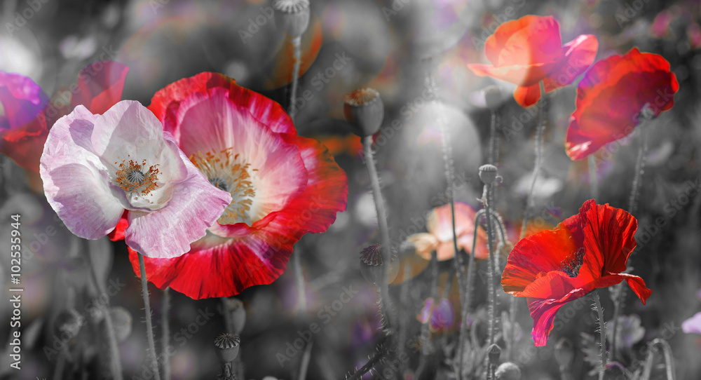 Obraz na płótnie summer meadow with red poppies