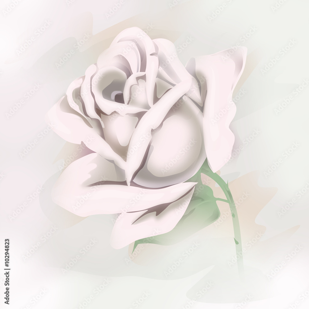 Fototapeta white tender rose