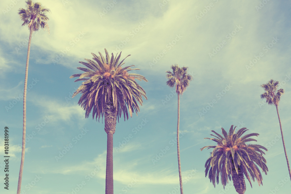Fototapeta Palm trees at Santa Monica