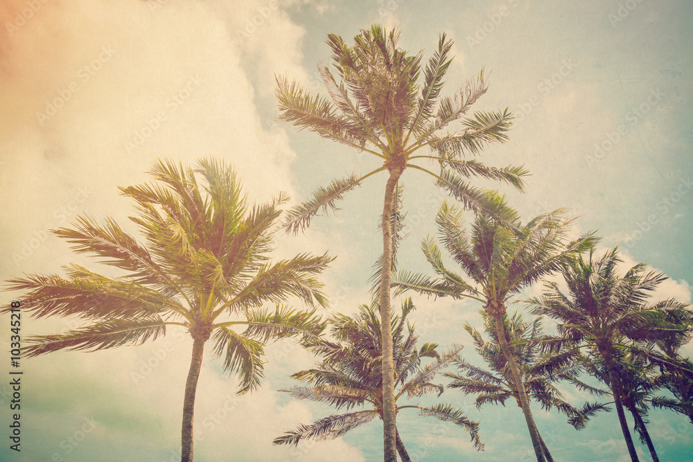 Fototapeta Coconut palm tree with vintage