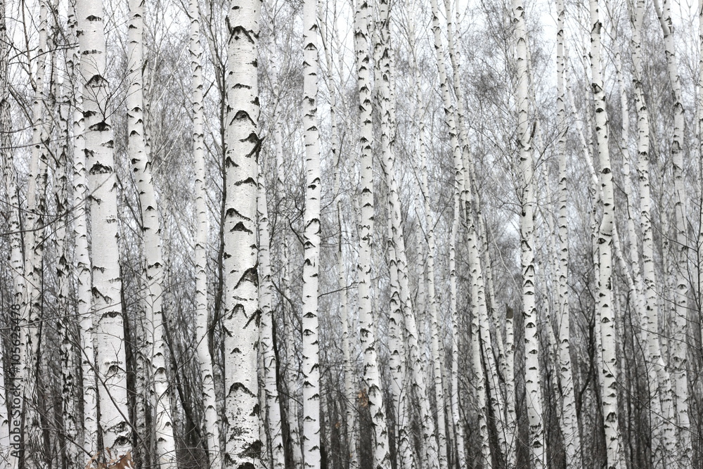 Obraz na płótnie birch forest, black-white
