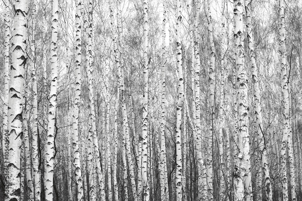 Obraz Tryptyk birch forest, black-white