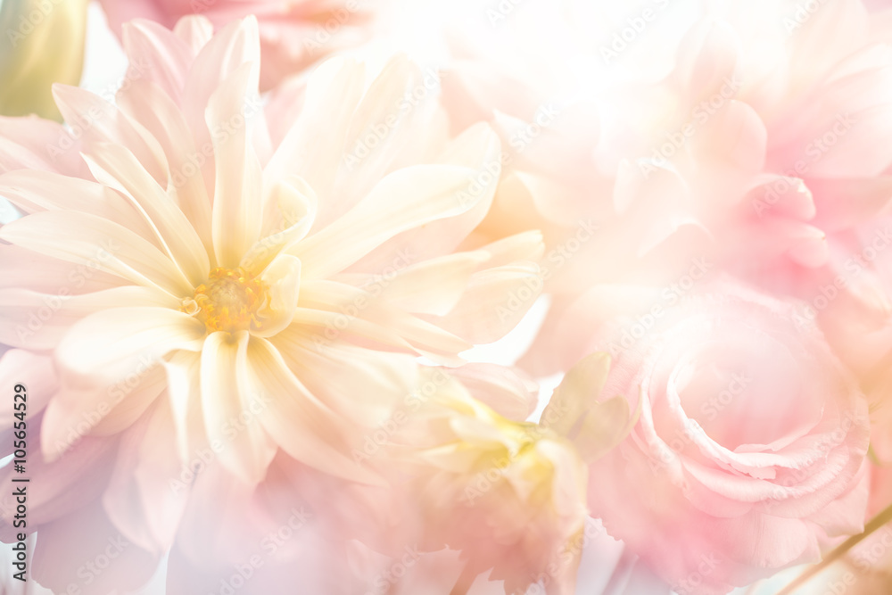 Fototapeta Pink peony flower background