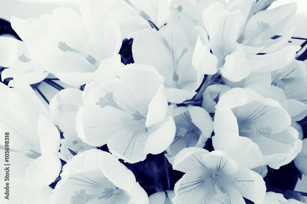 Obraz Tryptyk background of white petals