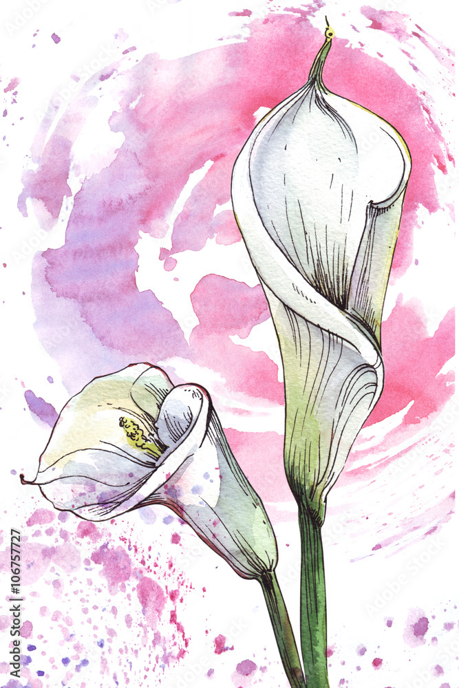 Obraz Pentaptyk Flower calla watercolor