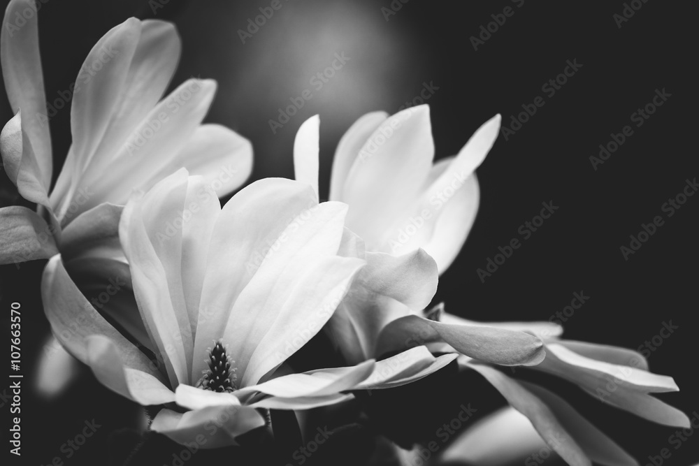 Obraz Tryptyk magnolia flower on a black