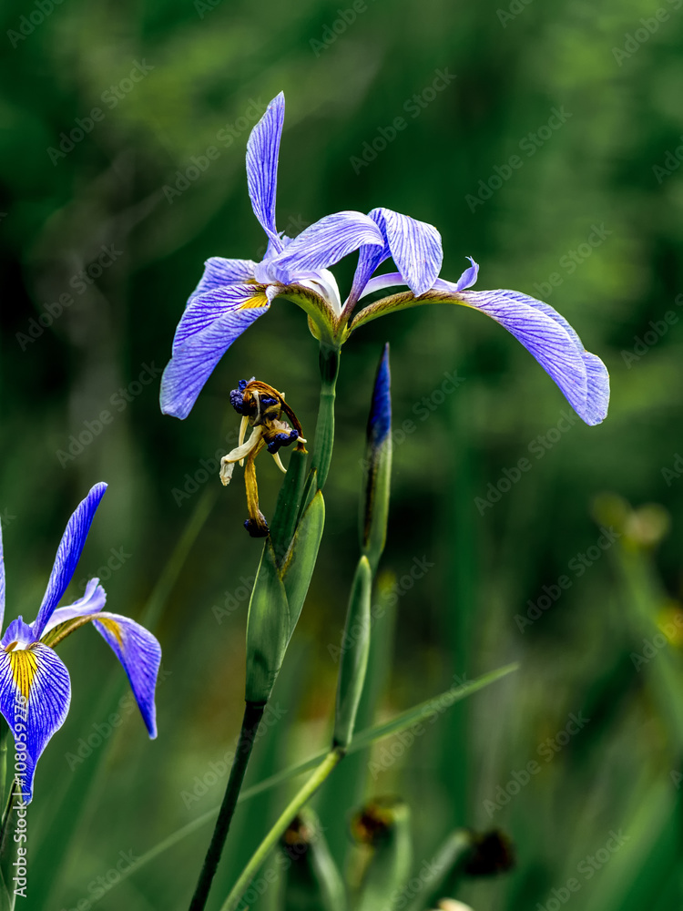 Obraz Pentaptyk Iris in the Swamp 1