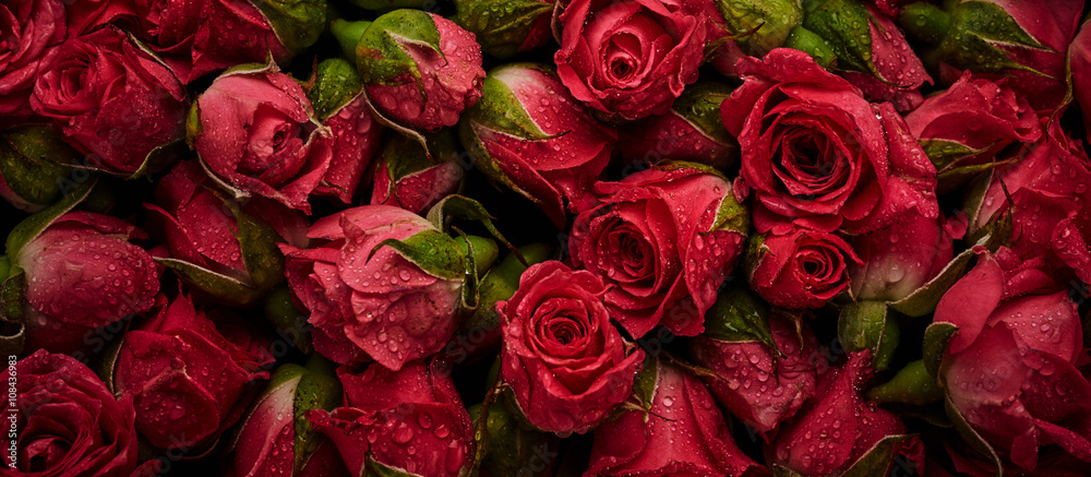 Obraz Tryptyk Roses with drops of water