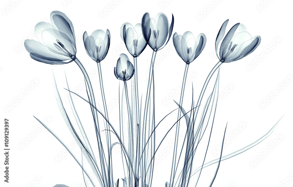 Obraz Tryptyk x-ray image of a flower