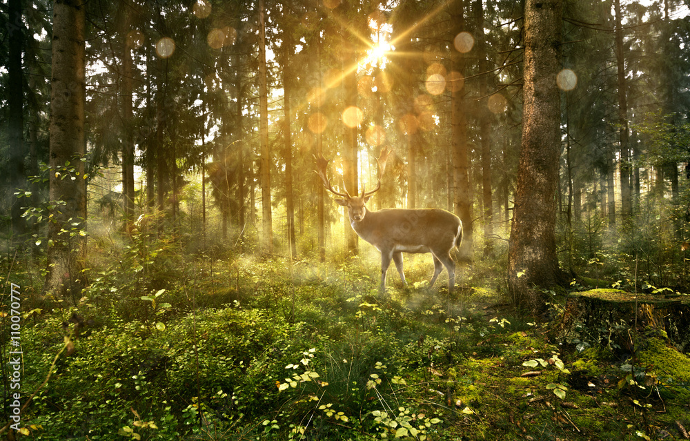 Fototapeta Hirsch in nebligem Wald