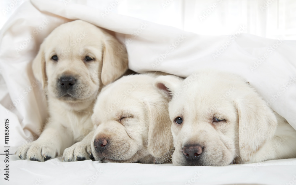 Obraz Tryptyk Labrador puppies lying in a