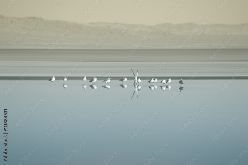 Obraz Tryptyk Vogelschwarm am Saltonsee /