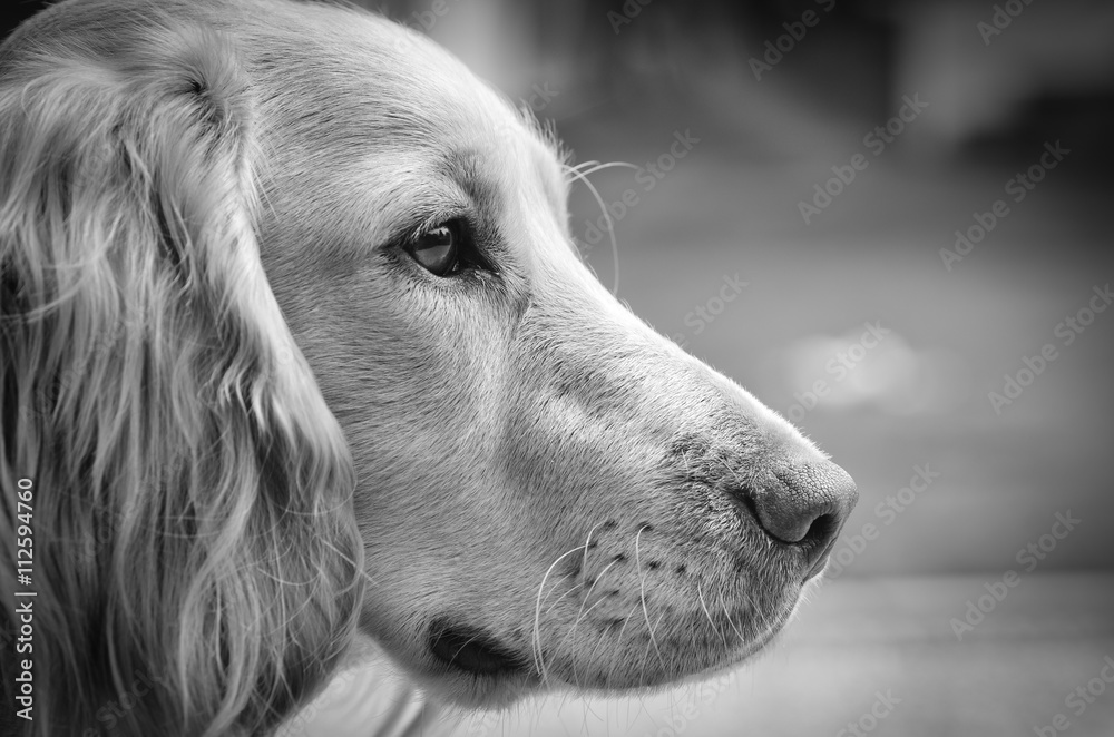 Obraz Tryptyk English cocker spaniel