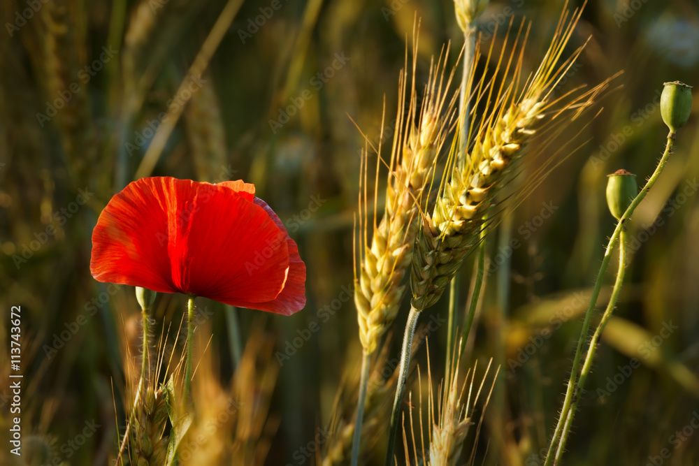 Obraz na płótnie Poppy field and ears of grain