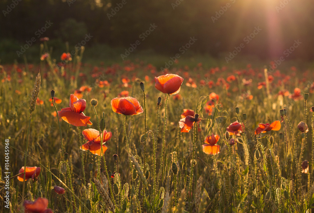 Obraz Tryptyk Red poppy flowers