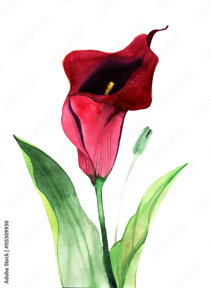Fototapeta Calla Lily flowers, watercolor
