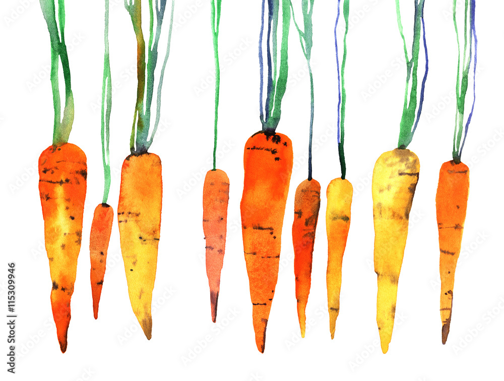 Obraz Dyptyk watercolor hand painted carrot
