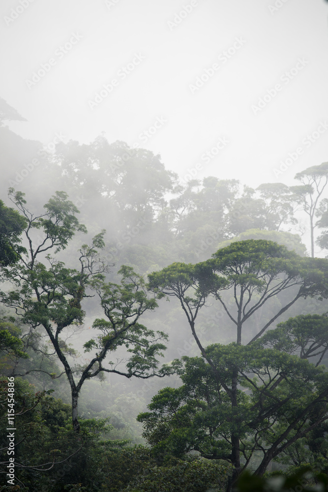 Obraz Tryptyk misty jungle forest