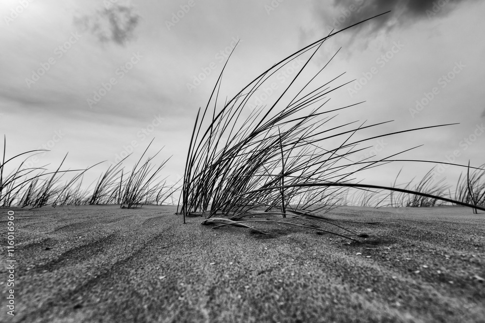 Obraz Tryptyk Marram Grass Close-up In Black