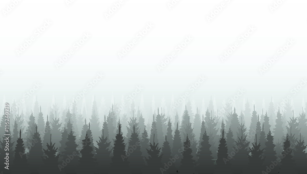 Fototapeta Coniferous forest silhouette