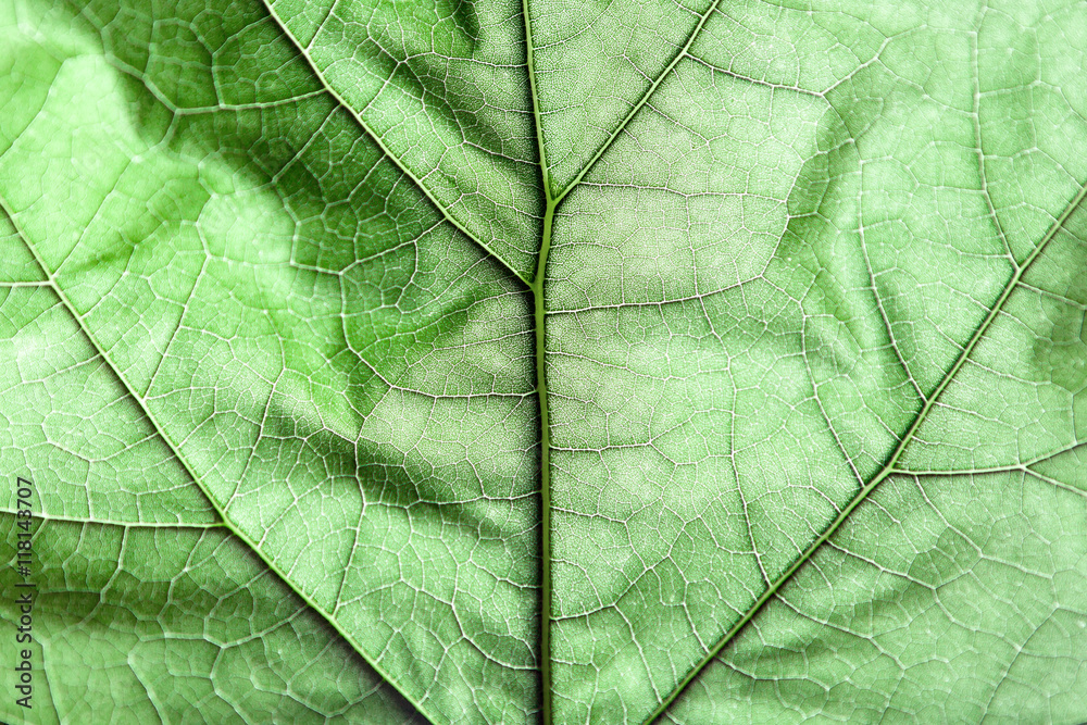 Obraz Pentaptyk macro green leaves