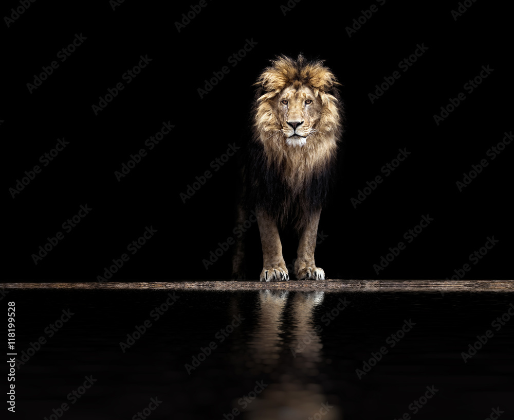 Fototapeta Portrait of a Beautiful lion,