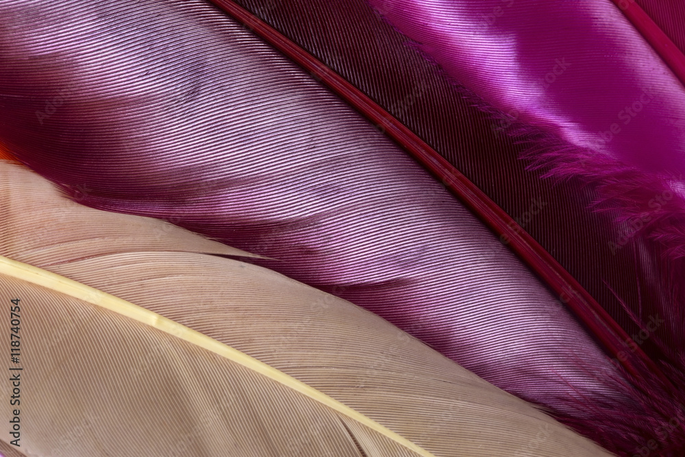 Obraz Kwadryptyk Colorful feathers