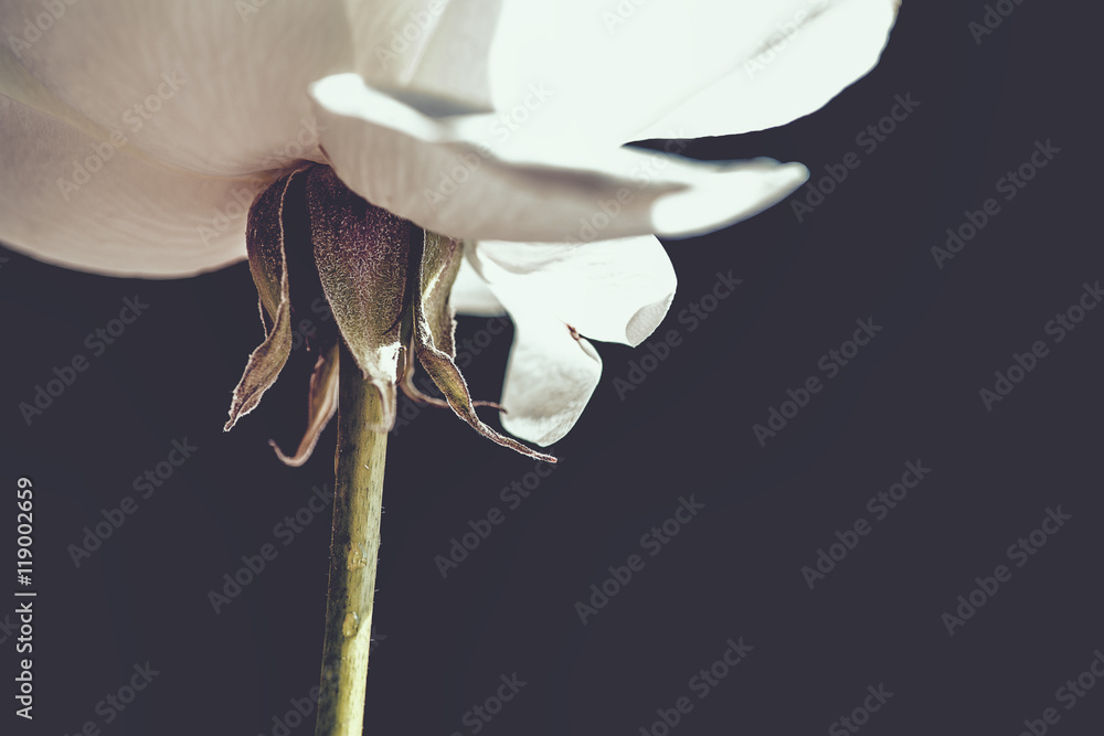Obraz Pentaptyk White Rose