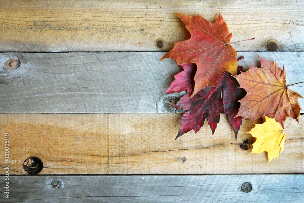 Obraz Tryptyk Autumn Sugar Maple Leaves