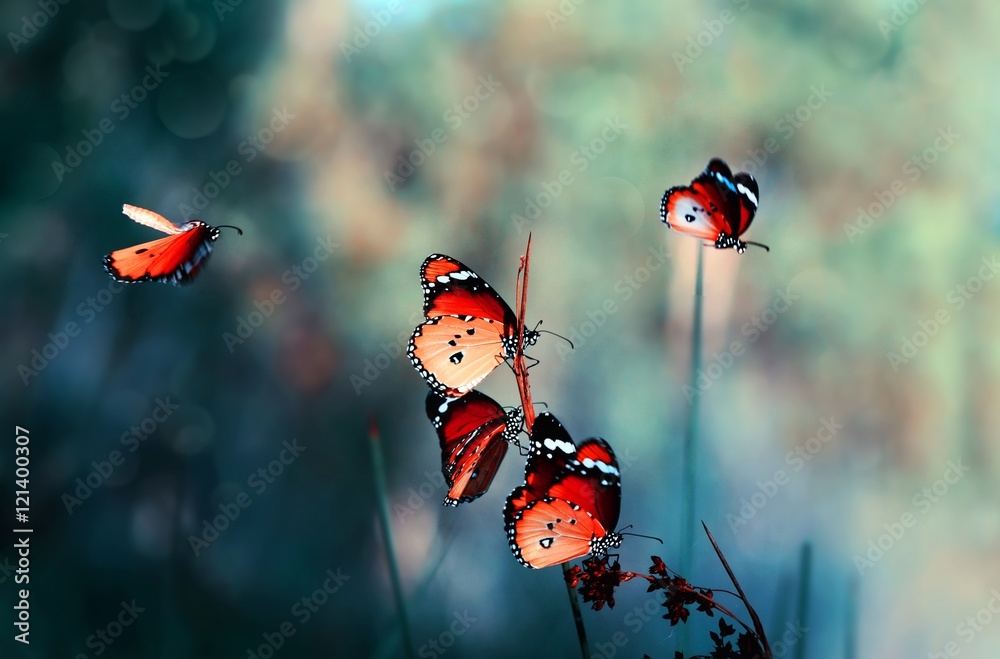 Obraz Pentaptyk Butterfly