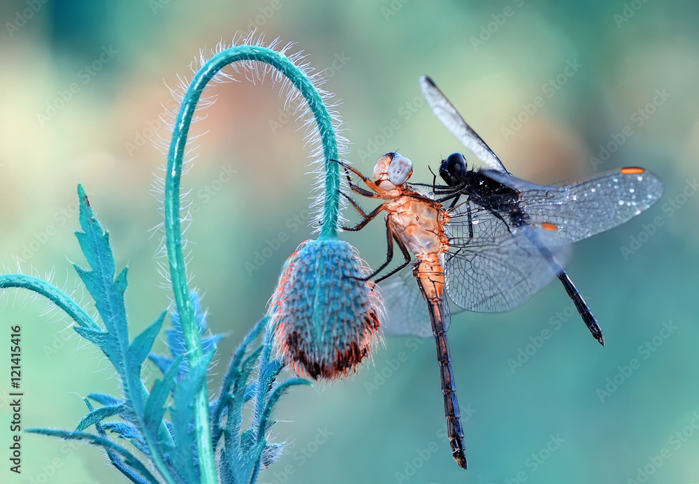 Obraz Kwadryptyk dragonfly