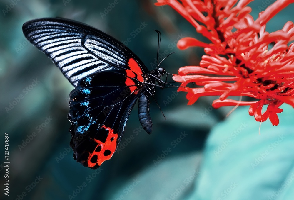 Obraz Pentaptyk Butterfly
