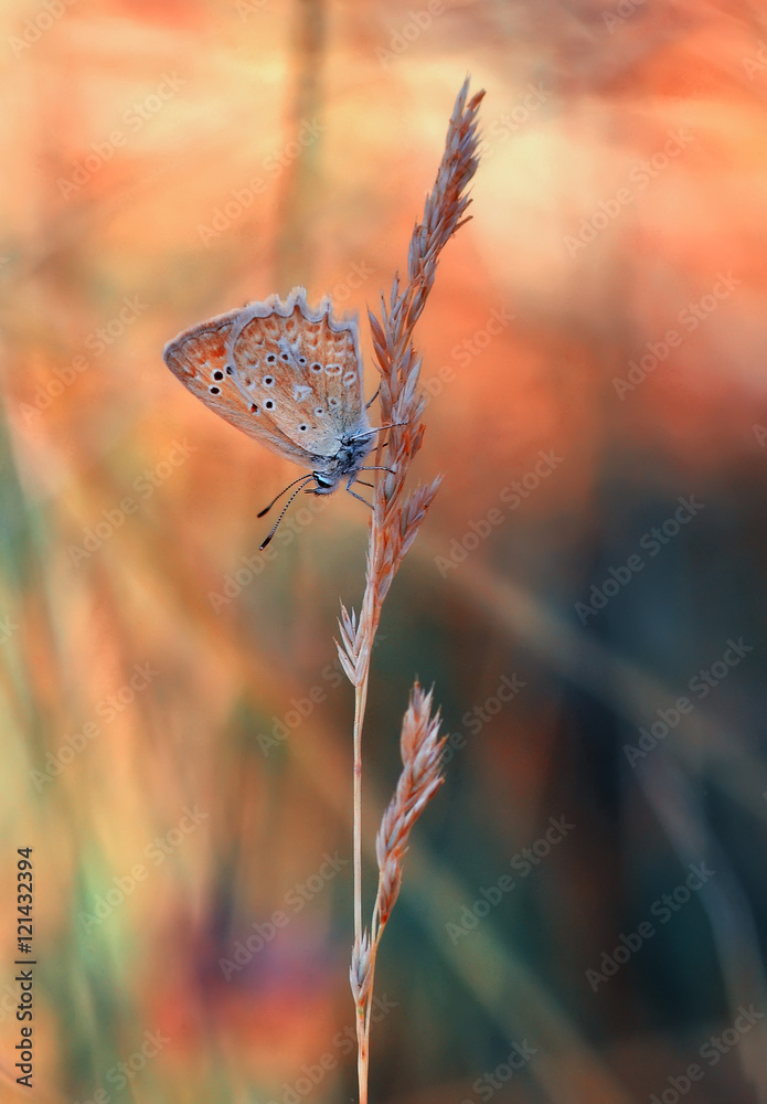 Obraz na płótnie Butterfly
