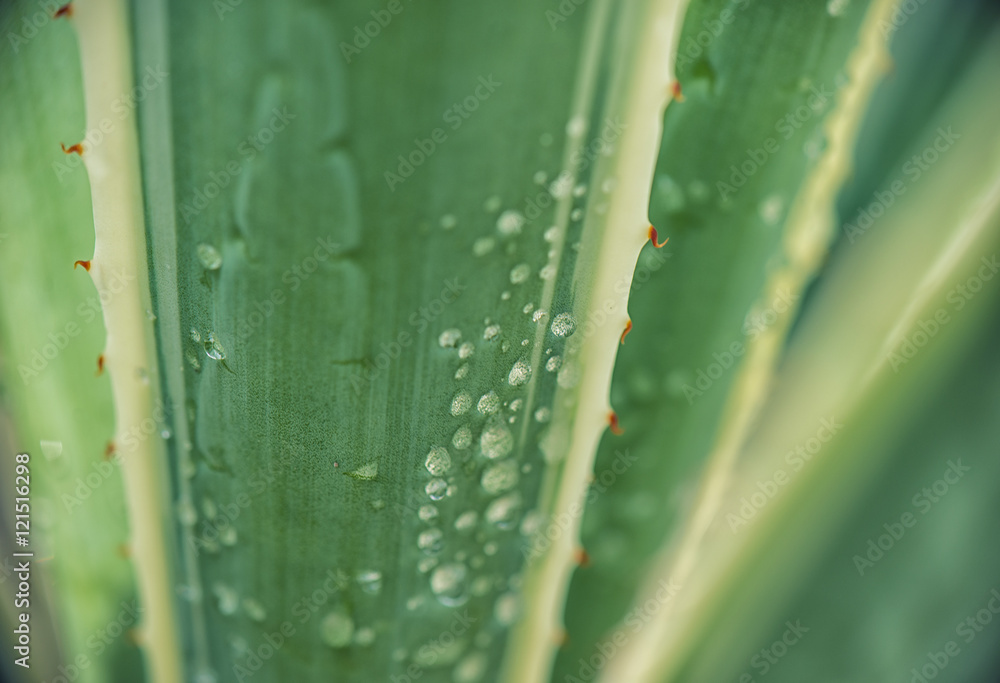 Obraz Tryptyk Agave leaf background with