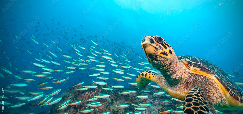 Obraz Tryptyk Hawksbill Sea Turtle in Indian