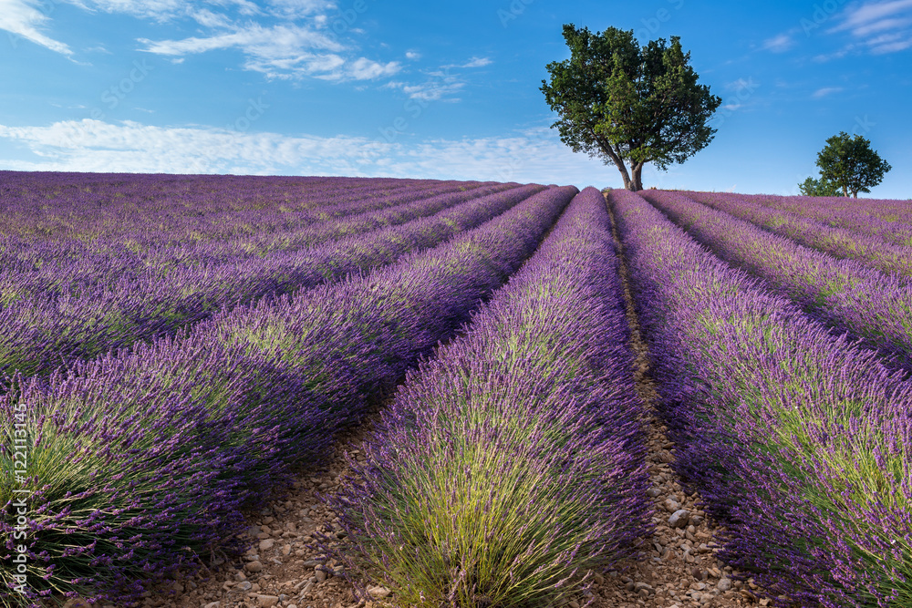 Obraz Pentaptyk Lavender field in Valensole