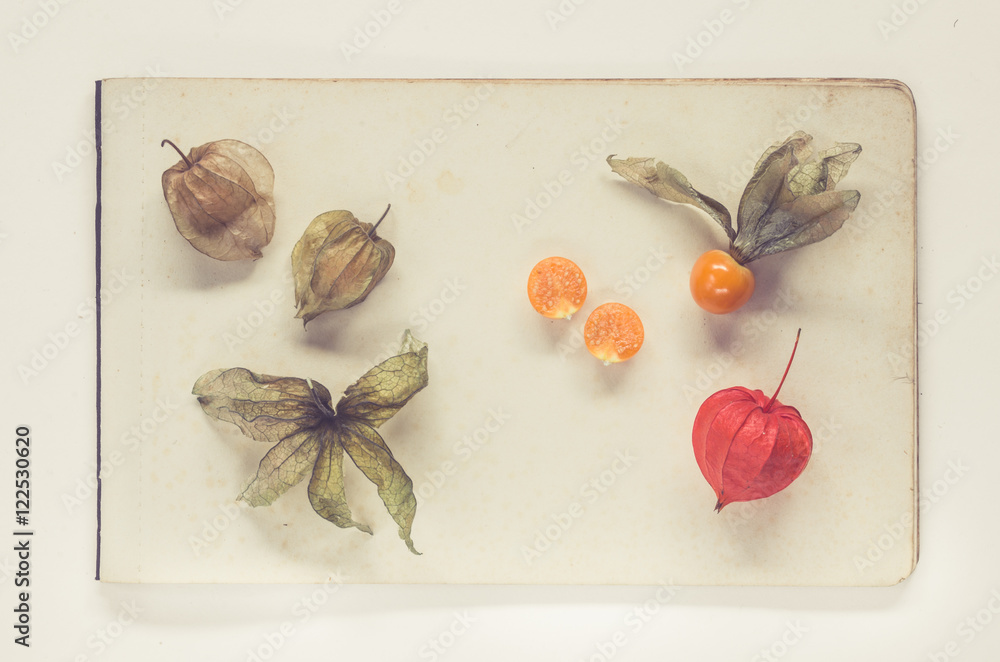 Obraz Dyptyk physalis lying on sheets of