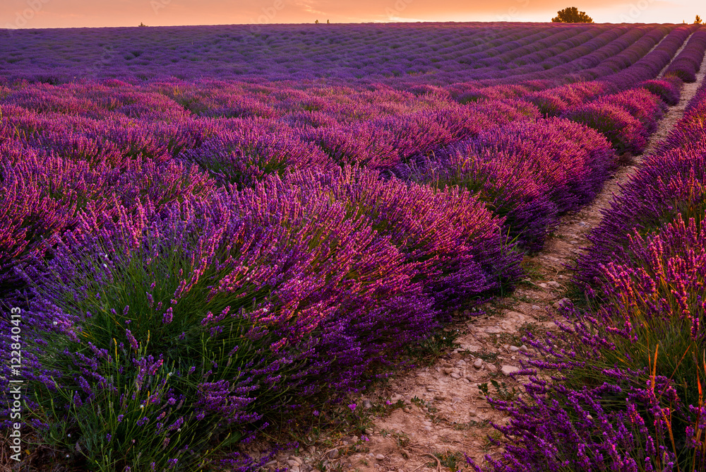 Fototapeta Lavender field on sunrise,