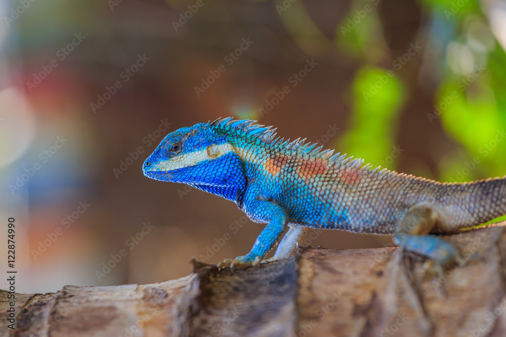 Fototapeta Lizard,dragon , Chameleon ,