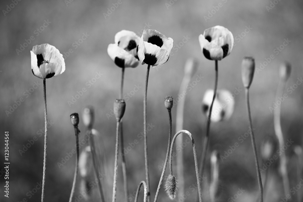 Obraz na płótnie Black and white poppy flowers