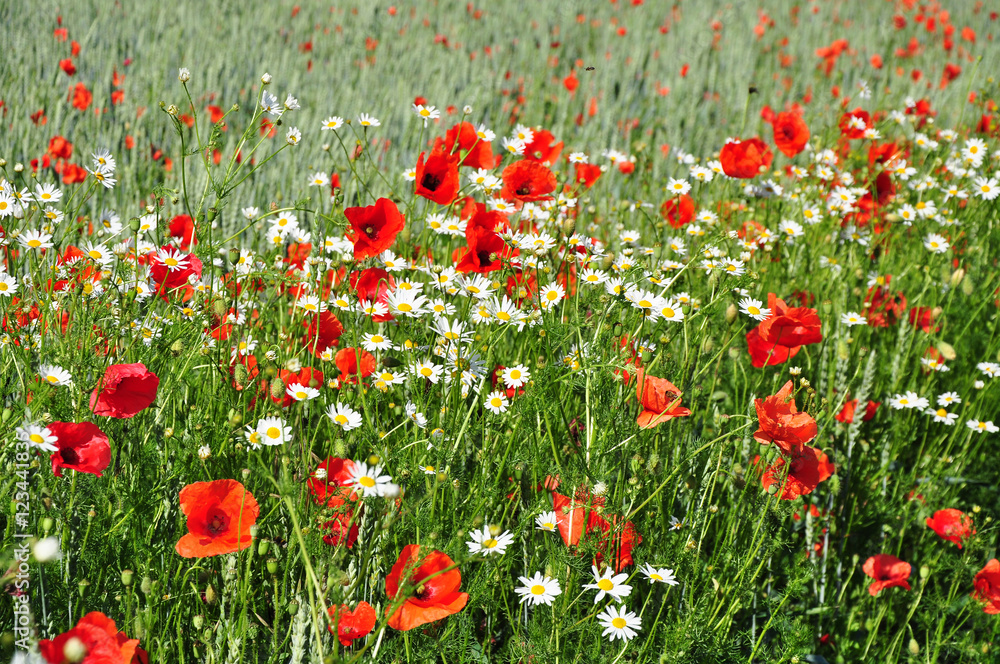 Obraz Tryptyk Summer flowers on meadow