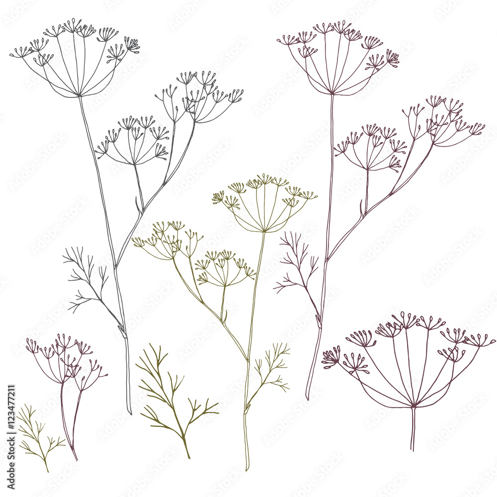 Obraz Tryptyk Dill or fennel flowers and