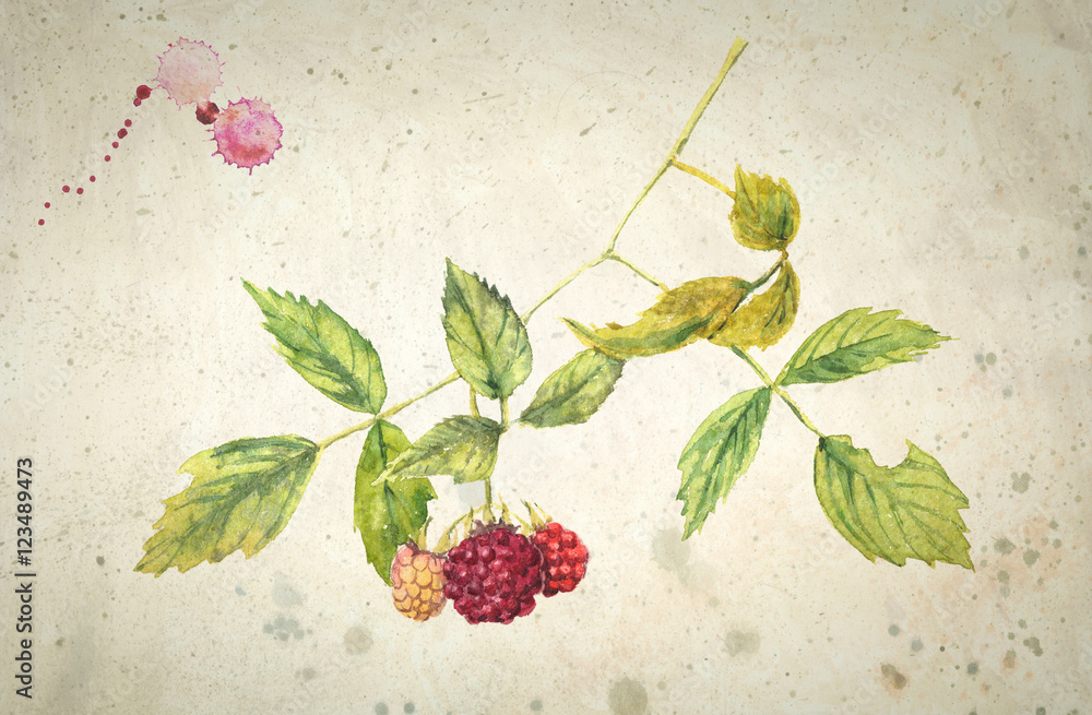 Obraz Pentaptyk A branch of raspberry -