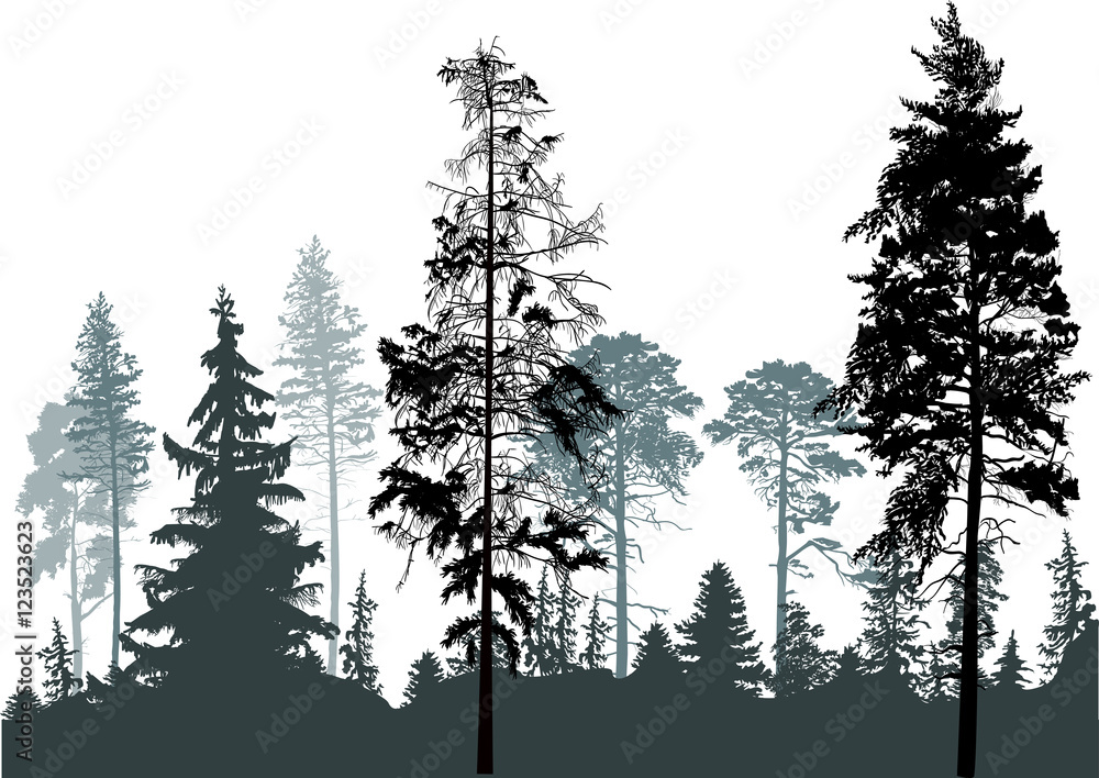 Fototapeta pine grey forest silhouettes